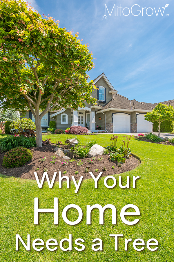 Help Tree Home Why Your Home Needs a Tree: Tree Benefits | mitogrow pro
