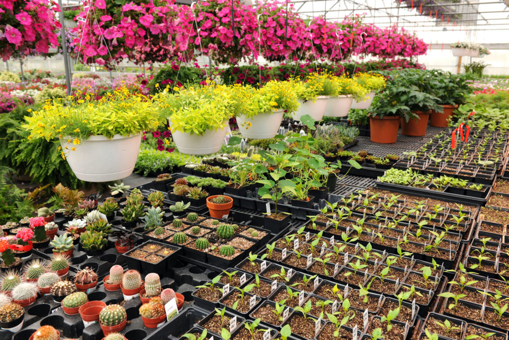 Common Challenges for Nurseries