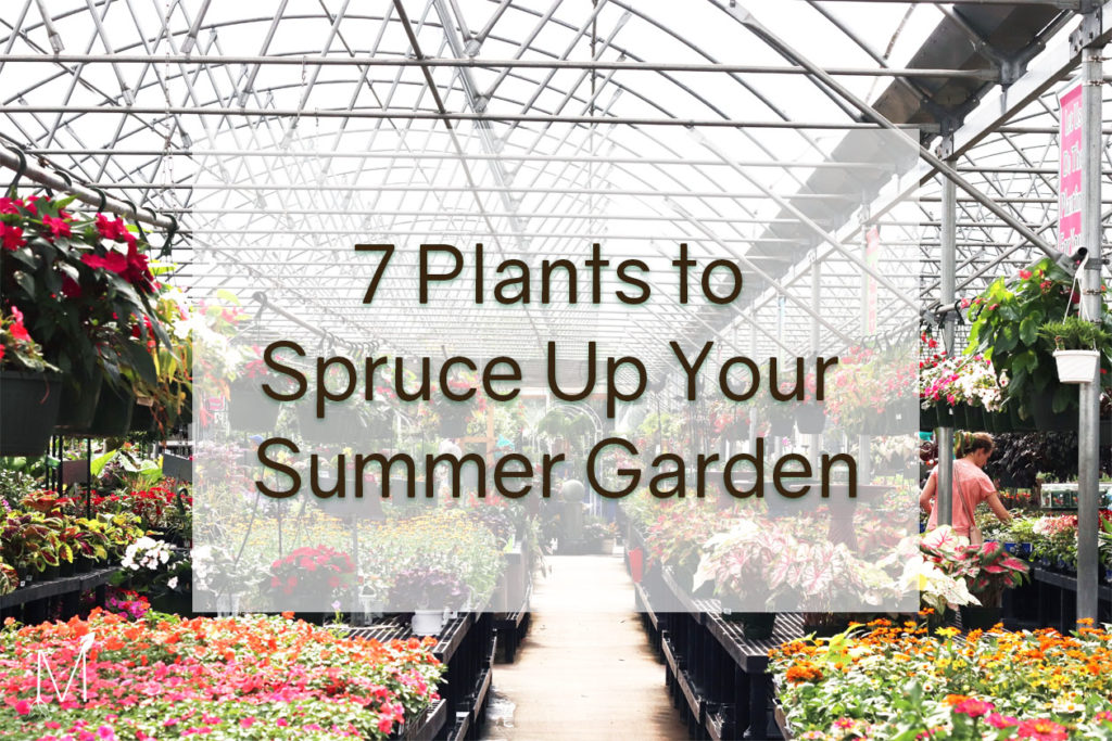 Summer Garden Plants