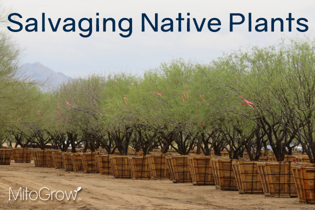 Salvaging Native Plants