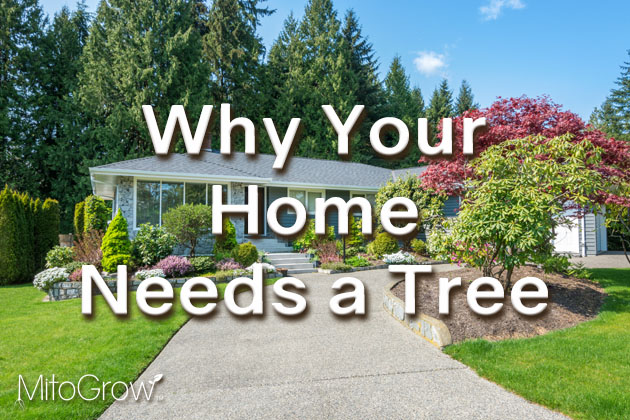 Home Needs a Tree