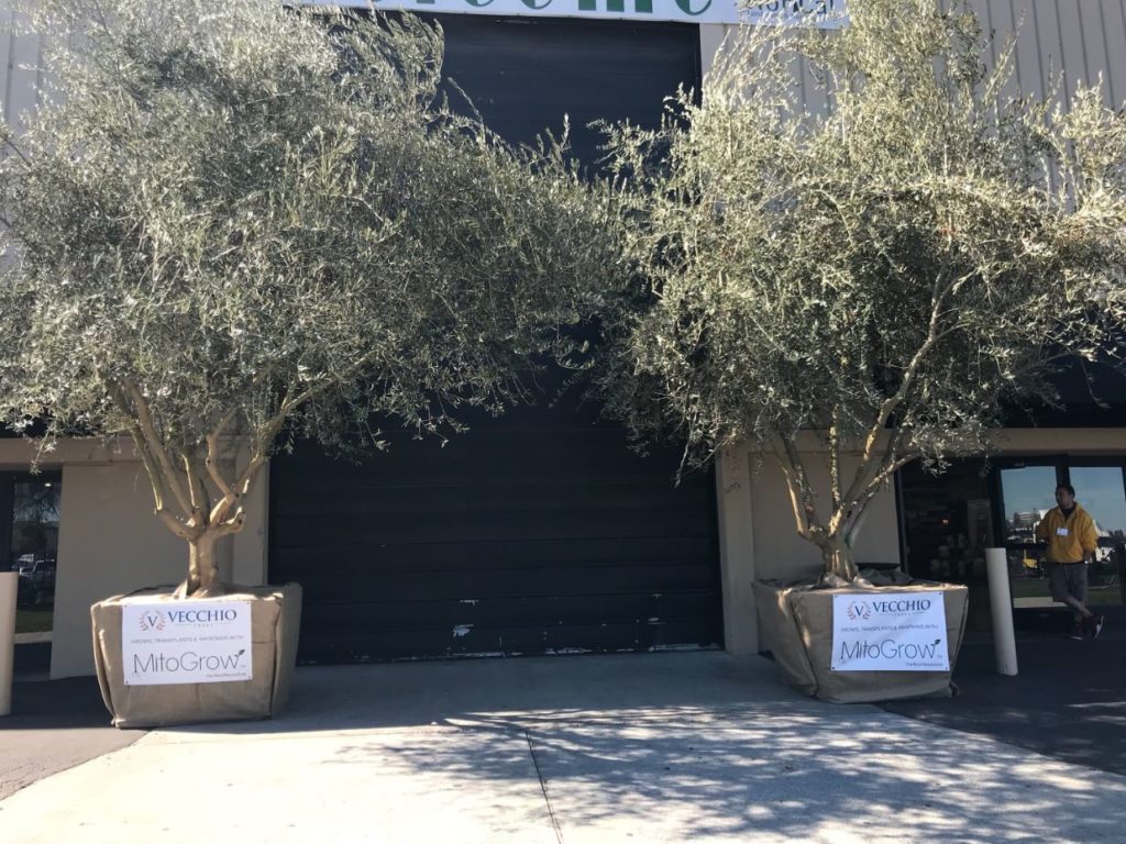 Vecchio Trees
