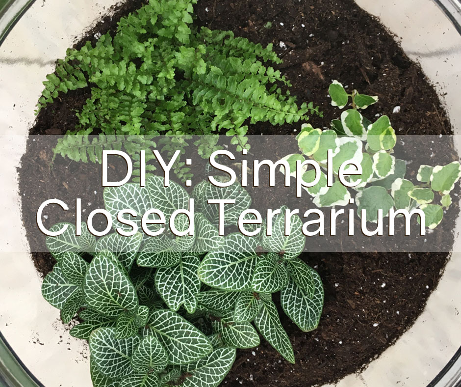 DIY Terrarium