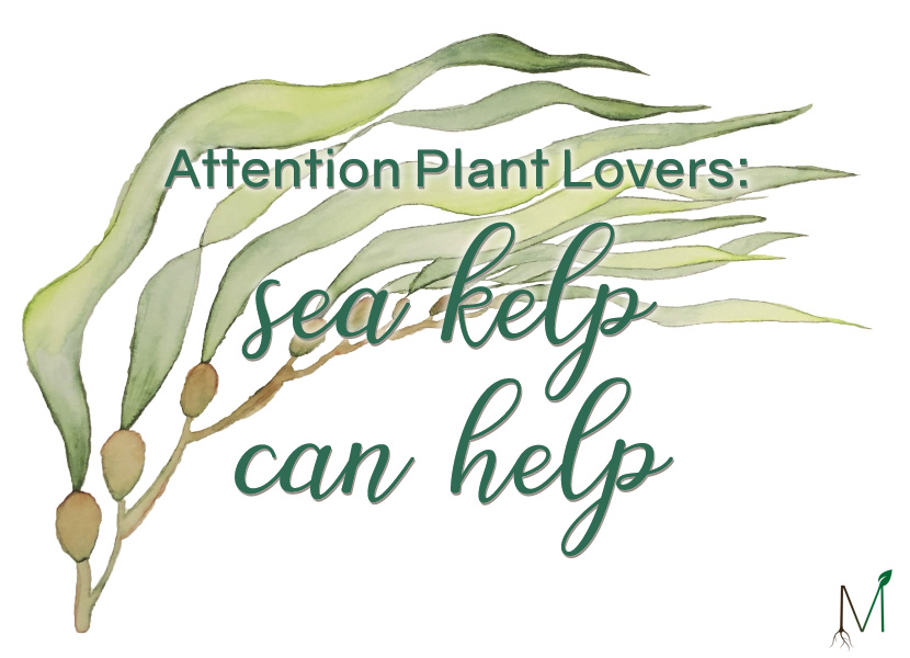 Sea Kelp Watercolor