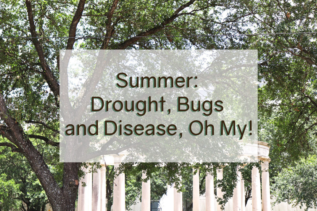 Summer Drought