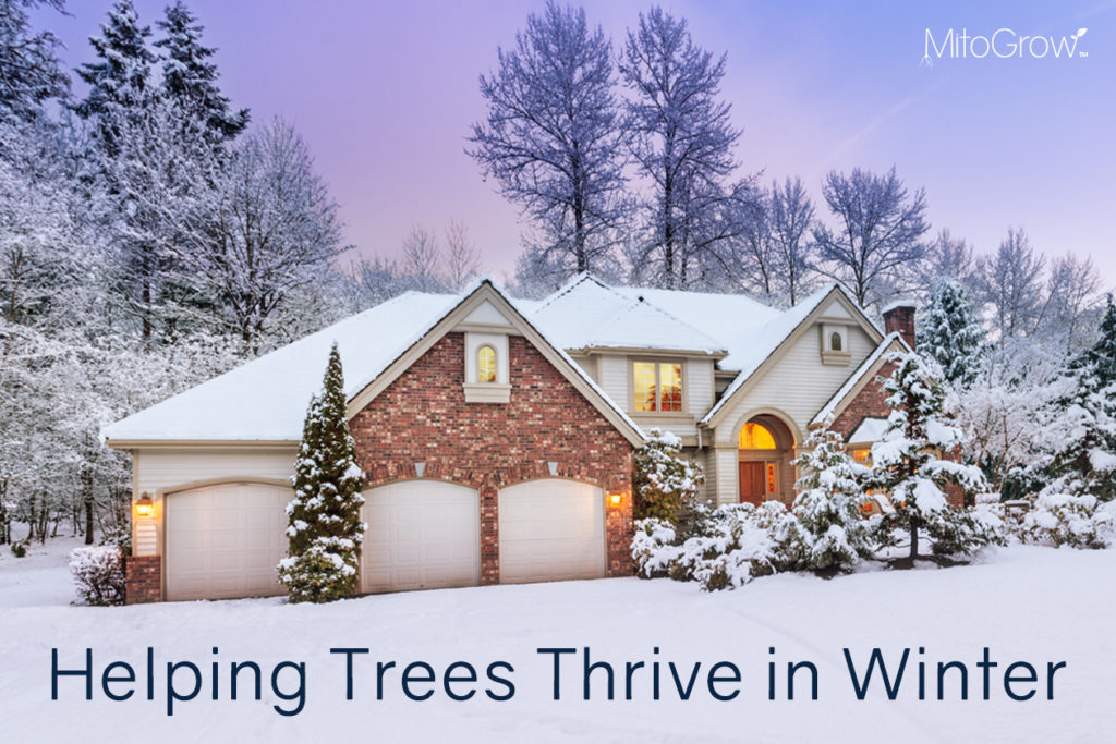 Helping Trees Thrive in Winter