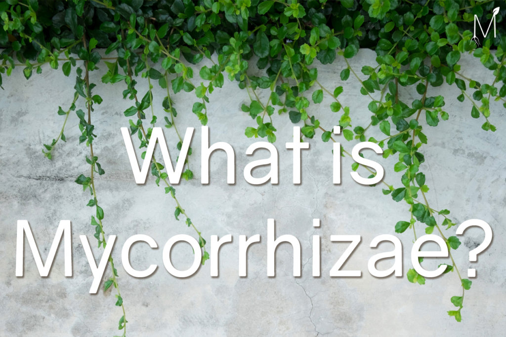 mycorrhizae