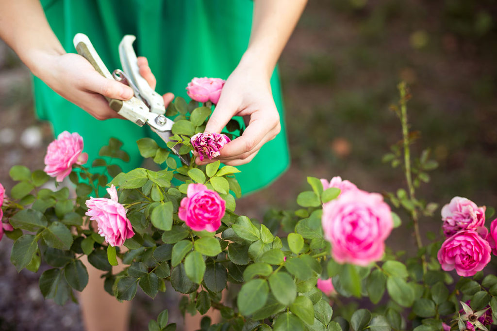 Common Gardening Problems + Simple Solutions