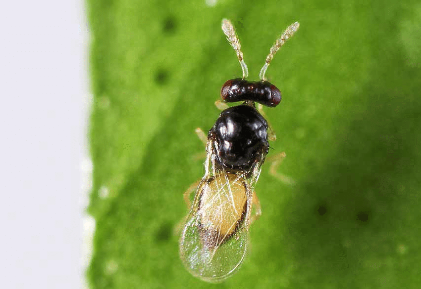 Tamarixia radiata