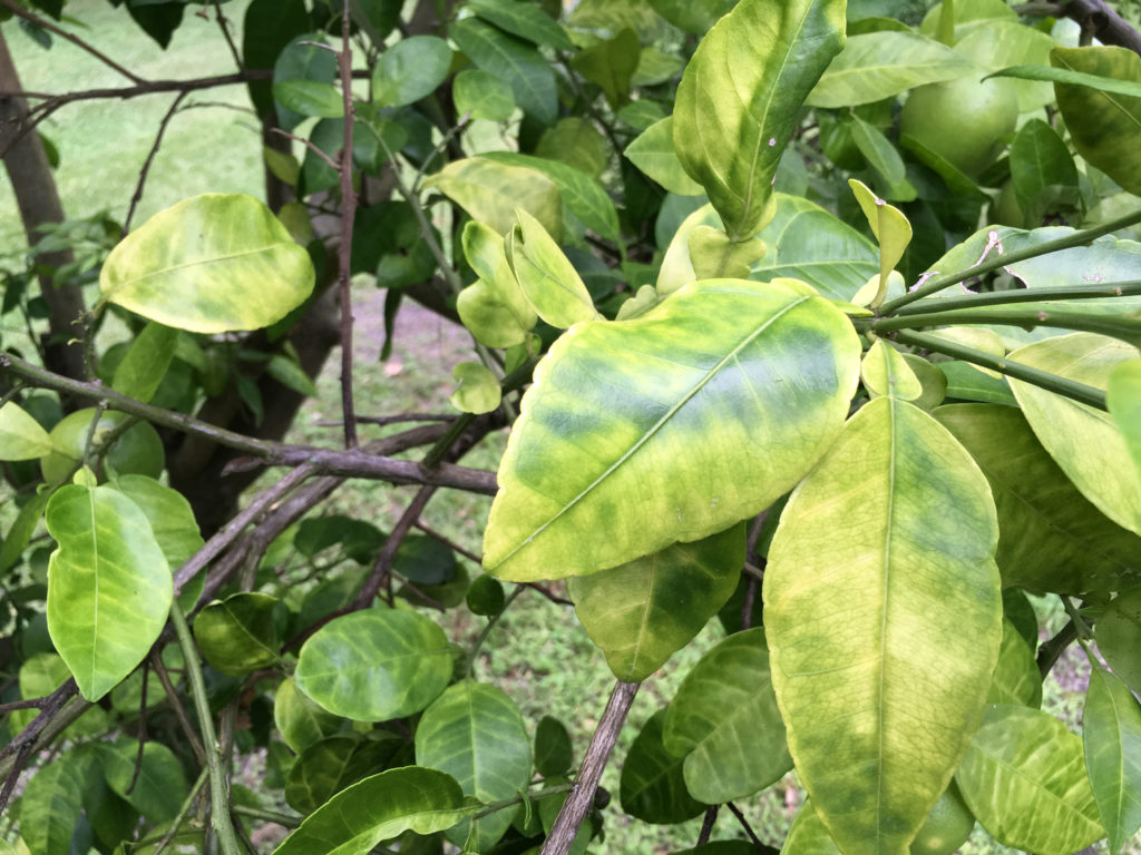 Georgia citrus industry