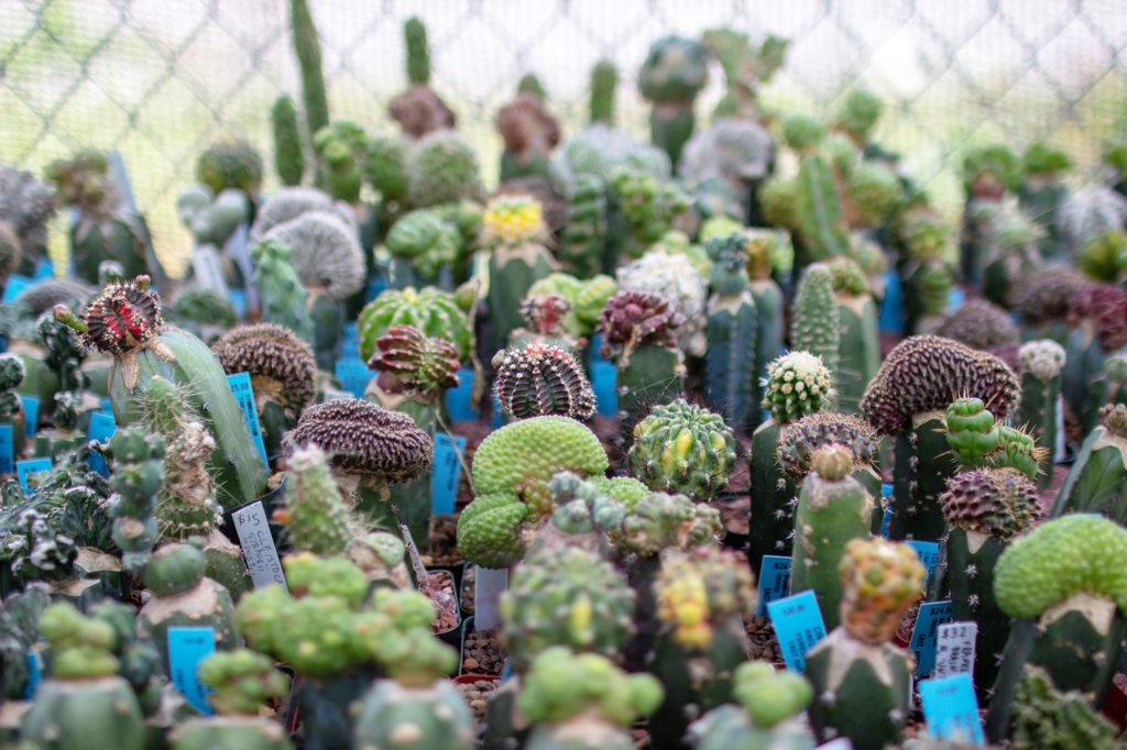 The Most Instagramable Nurseries in Austin, Texas