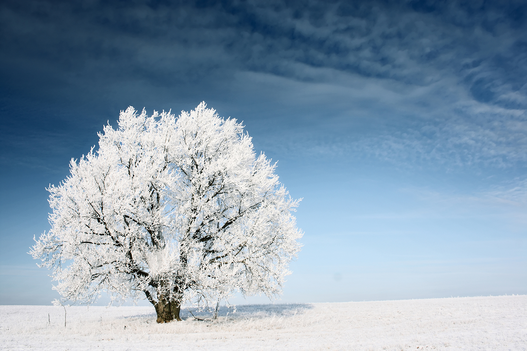 Winter Time Tree Winter Tree Care Tips | mitogrow pro