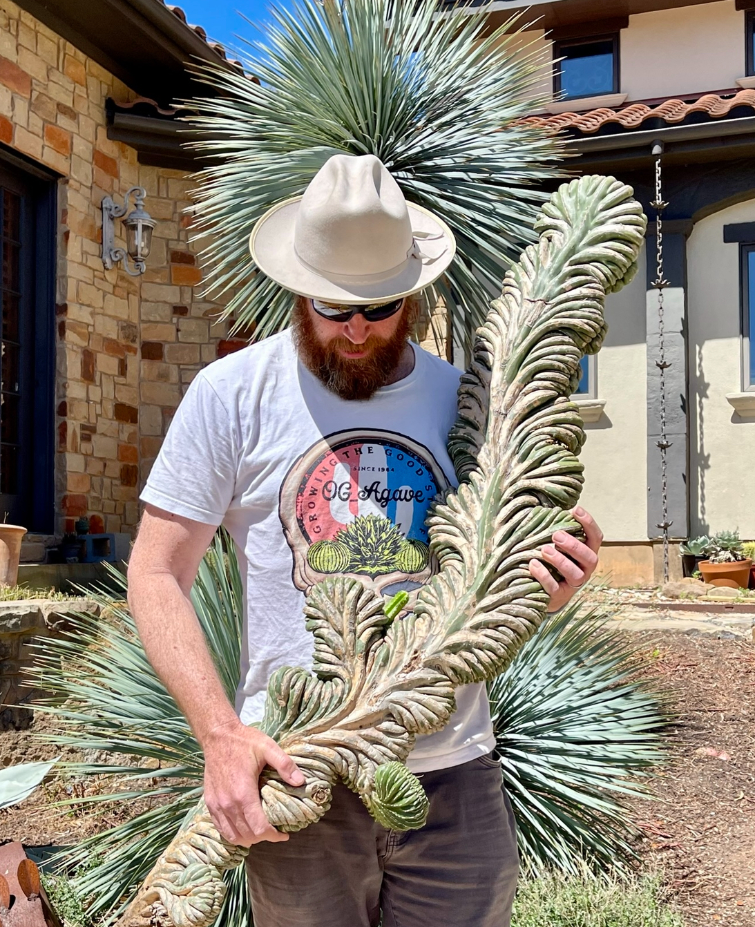 OG Agave Succulent Nursery